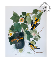 Chargez l’image dans le spectateur de la Galerie, Original Bird Print 1964 (29 birds)