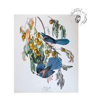 Chargez l’image dans le spectateur de la Galerie, Original Bird Print 1964 (29 birds)