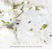 Chargez l’image dans le spectateur de la Galerie, Cartes de voeux pour animaux et insectes - Papier de semences plantables (13 variantes)