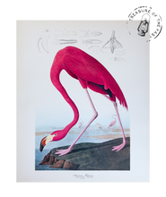 Chargez l’image dans le spectateur de la Galerie, Original Bird Print 1964 (29 birds)