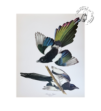 Chargez l’image dans le spectateur de la Galerie, Original Bird Print 1964 (29 birds)