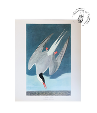 Chargez l’image dans le spectateur de la Galerie, Original Bird Print 1964 (29 birds)