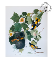 Chargez l’image dans le spectateur de la Galerie, Original Bird Print 1964 (29 birds)