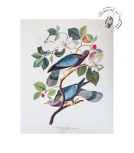 Chargez l’image dans le spectateur de la Galerie, Original Bird Print 1964 (29 birds)