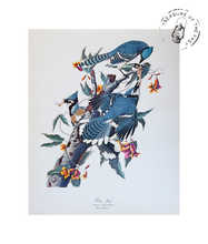 Chargez l’image dans le spectateur de la Galerie, Original Bird Print 1964 (29 birds)
