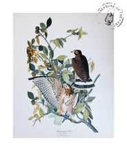 Chargez l’image dans le spectateur de la Galerie, Original Bird Print 1964 (29 birds)