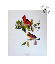 Chargez l’image dans le spectateur de la Galerie, Original Bird Print 1964 (29 birds)