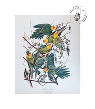 Chargez l’image dans le spectateur de la Galerie, Original Bird Print 1964 (29 birds)