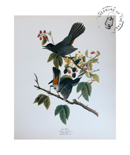 Chargez l’image dans le spectateur de la Galerie, Original Bird Print 1964 (29 birds)