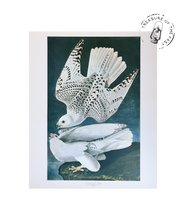 Chargez l’image dans le spectateur de la Galerie, Original Bird Print 1964 (29 birds)