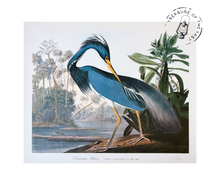 Chargez l’image dans le spectateur de la Galerie, Original Bird Print 1964 (29 birds)