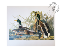 Chargez l’image dans le spectateur de la Galerie, Original Bird Print 1964 (29 birds)