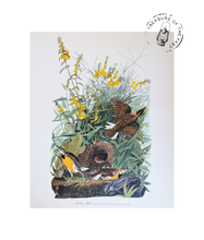 Chargez l’image dans le spectateur de la Galerie, Original Bird Print 1964 (29 birds)