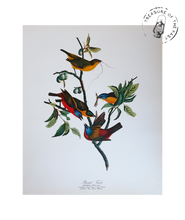 Chargez l’image dans le spectateur de la Galerie, Original Bird Print 1964 (29 birds)