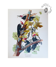 Chargez l’image dans le spectateur de la Galerie, Original Bird Print 1964 (29 birds)