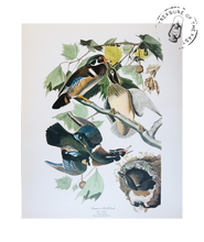 Chargez l’image dans le spectateur de la Galerie, Original Bird Print 1964 (29 birds)