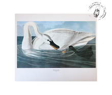 Chargez l’image dans le spectateur de la Galerie, Original Bird Print 1964 (29 birds)