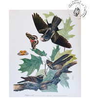 Chargez l’image dans le spectateur de la Galerie, Original Bird Print 1964 (29 birds)