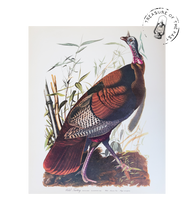 Chargez l’image dans le spectateur de la Galerie, Original Bird Print 1964 (29 birds)