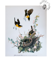 Chargez l’image dans le spectateur de la Galerie, Original Bird Print 1964 (29 birds)