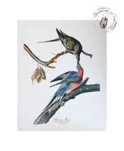 Chargez l’image dans le spectateur de la Galerie, Original Bird Print 1964 (29 birds)