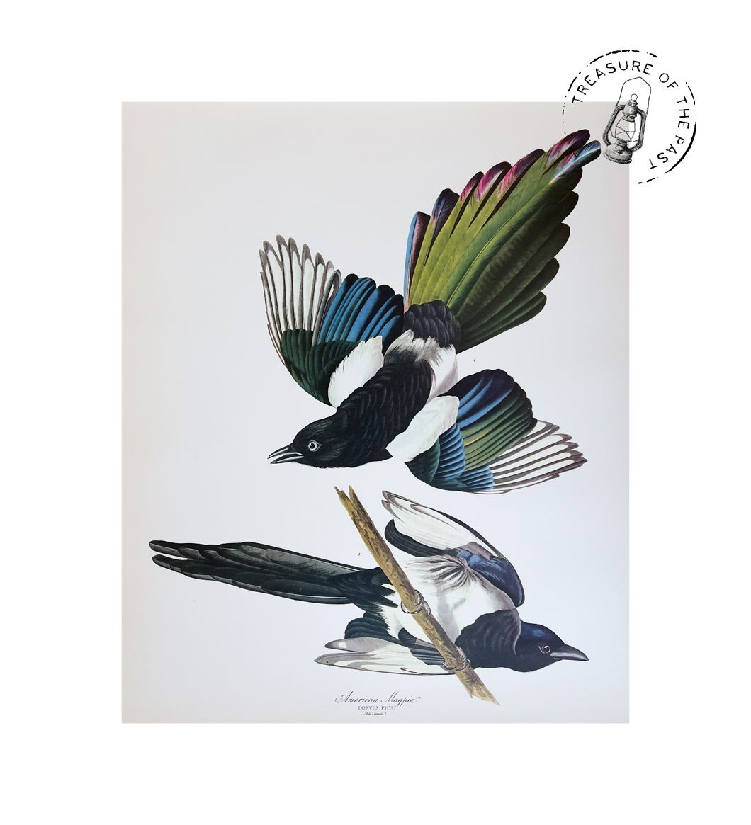Original Bird Print 1964 (29 birds)