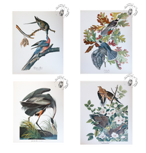 Chargez l’image dans le spectateur de la Galerie, Original Bird Print 1964 (29 birds)
