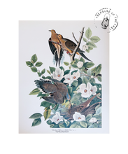 Load image into Gallery viewer, Original Bird Print 1964 (29 birds)
