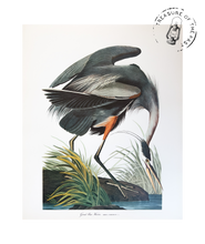 Load image into Gallery viewer, Original Bird Print 1964 (29 birds)

